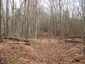 a look down the long trail in late fall