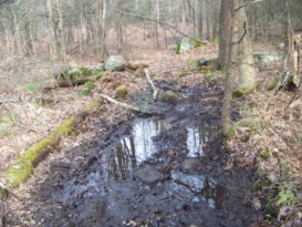 wet hiking trail at holbrook town forest