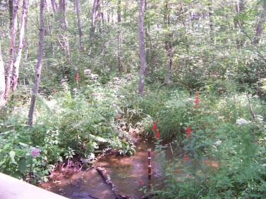 ferns and flowers of rockland town forest