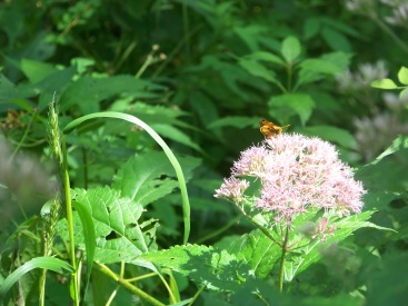 wildflowers in rockland