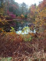 fall view of denham pond