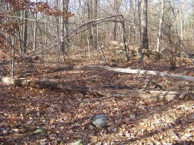 blown down trees blocking the elfin trail