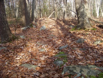 hiking in holbrook town forest