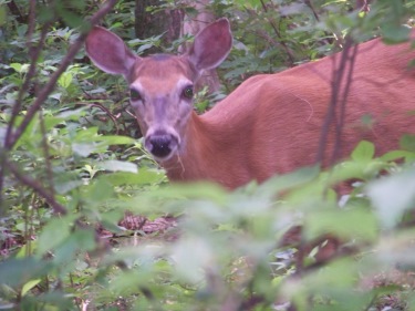 deer feeding by trail at Ames Nowell