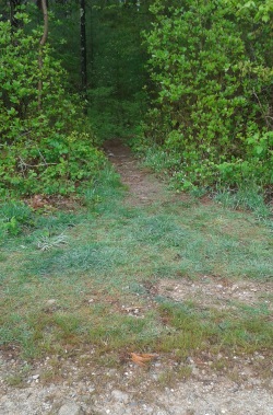 One of many side trails leading into the woods at Duxbury Bogs.