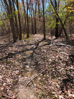 yellow dot trail