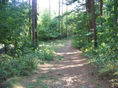 trail starts of open up and become grassy at george washington forest