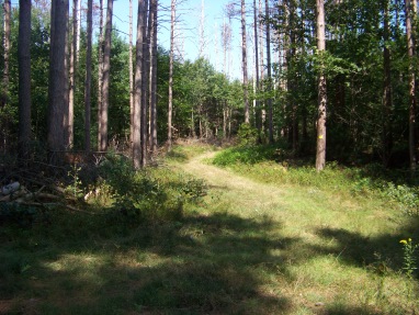 open intersecting trail in george washington forest