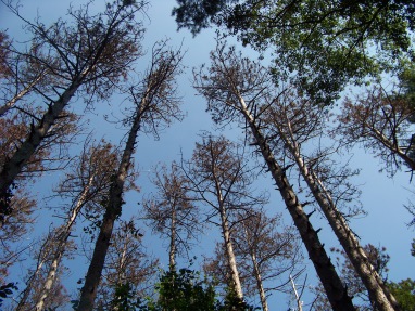 a look up at the dying red pines in george washington forest in hingham