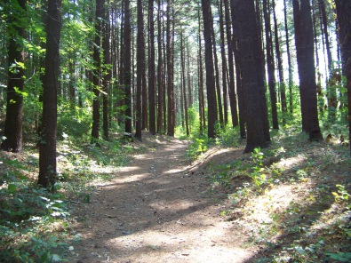 deep forest feeling at george washington forest