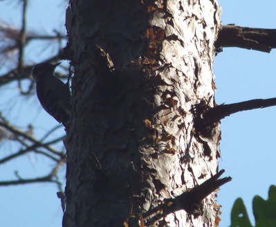 woodpecker searching for food in george washington forest