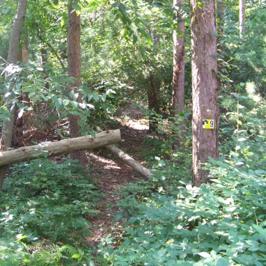 small side trail in george washington forest