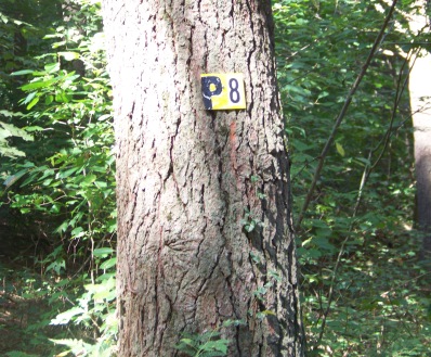 small side trail in george washington forest