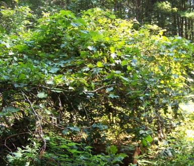 grape vines in the george washington forest in hingham