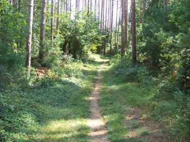 wide grassy trail with worn path in the middle at george washington forest