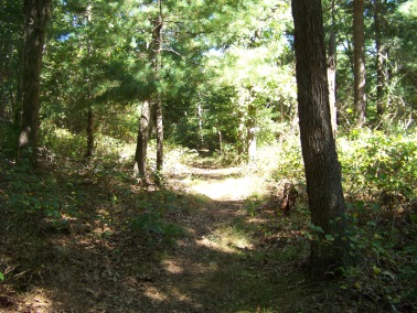 trail in great brewster woods in Cohasset