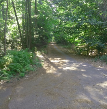 Looking down an older unused portion of the campground at Wompatuck State Park at trail marker S17.