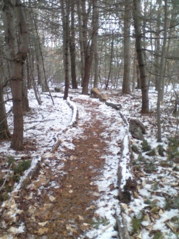 trail through stand of evergreens on jims trail