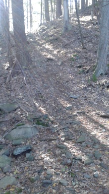 early sunlit hiking trail at rocky run conservation in hanson