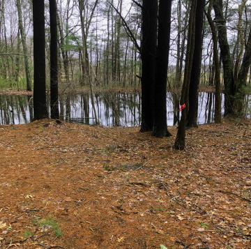 early spring vernal pool