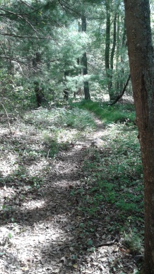 nearing the end of the access trail connecting misty meadows to willow brook