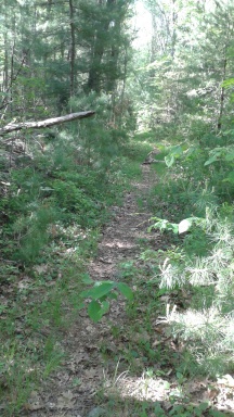 less maintained portion of access trail connecting misty meadows to willow brook