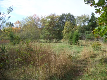 meadow at northern end of Cleveland Pond