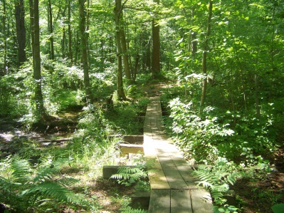 low boardwalk thru wet lands at  ames nowell