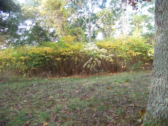 scenic area with vegetation in ames nowell