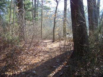 woodsy dog walk trail at ames nowell