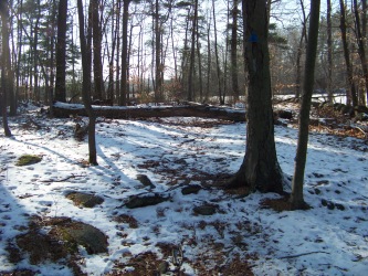 narrowing dog walk trail