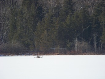 remote boardwalk in distance from view point on dog walk trail