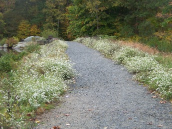 gravel path at dam at ames nowell state par