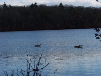 geese on cleveland pond at ames nowell