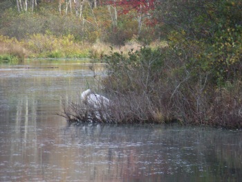 swan at ames nowell