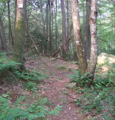 hiking trail climbs after crossing maxwell trail bridge