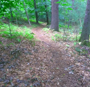 Narrow trail leading from the S19 marker at Wompatuck State Park.