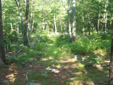 open grassy trail at bradford torrey bird sanctuary