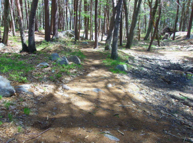 Rocky dog play area