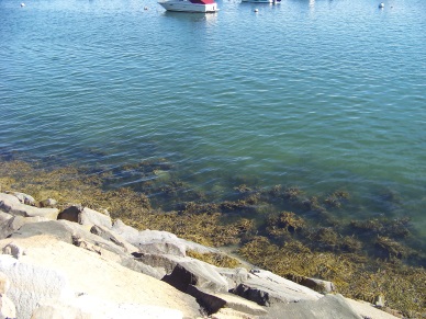 seaweed and clear water at breakwater's edge