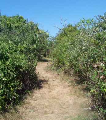 Hiking trail on Bumpkin Island