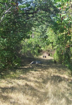 Turkeys running down the grassy hiking trail on Bumpkin Island