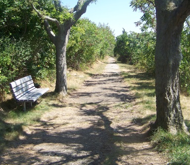 Bench along side the trail at Bumpkin Island.
