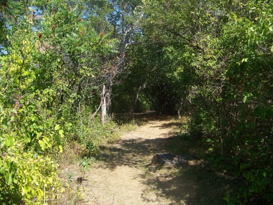 The hiking trail that takes you through the camping area on Bumpkin Island.