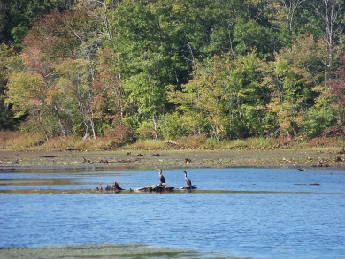 great herons in pond at BWMA