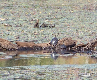 turtles sunning in one of the ponds at burrage wildlife management area