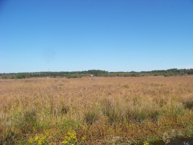 cranberrry bog with birds circling above at BWMA
