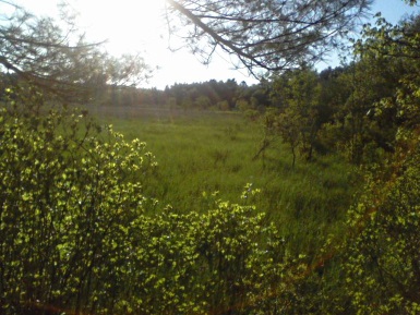 view from observation post in camp wing conservation area