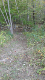 hiking trail into forest from centennial park