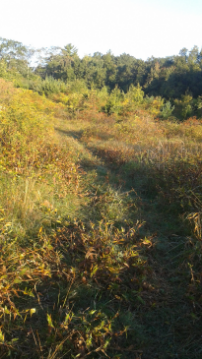 cut grass trail through meadow at centennial park